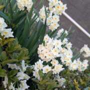 ヒメ日記 2026/03/15 12:14 投稿 ひまり モアグループ神栖人妻花壇