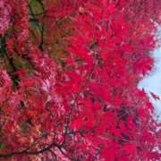 ヒメ日記 2025/11/07 05:30 投稿 蒼井ひな ヴェルファーレーVELFARREー鹿児島