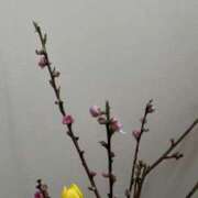 ヒメ日記 2025/03/03 20:45 投稿 神城れな ヴェルファーレーVELFARREー鹿児島