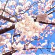 ヒメ日記 2026/03/15 03:45 投稿 神城れな ヴェルファーレーVELFARREー鹿児島