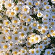 ヒメ日記 2025/02/14 16:11 投稿 紗奈(さな) グランドオペラ福岡