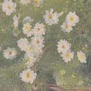 ヒメ日記 2025/06/26 13:35 投稿 紗奈(さな) グランドオペラ福岡