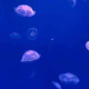 ヒメ日記 2025/09/12 11:41 投稿 紗奈(さな) グランドオペラ福岡