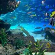 ひな ひなです🐣（久しぶり🫶🌟） 池袋角海老