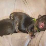 ヒメ日記 2026/03/11 19:32 投稿 風花 Polaris（ポラリス）