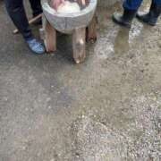 ヒメ日記 2024/12/30 14:27 投稿 ゆうき ダイスキ