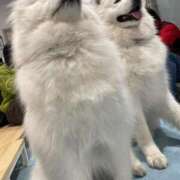 ヒメ日記 2026/03/08 13:47 投稿 ゆうき ダイスキ