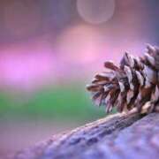 ヒメ日記 2024/12/21 21:56 投稿 ななせ マダム可憐