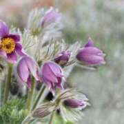 ヒメ日記 2025/02/10 21:45 投稿 ななせ マダム可憐