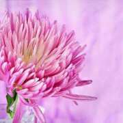 ヒメ日記 2025/04/14 23:05 投稿 ななせ マダム可憐