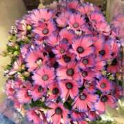 ヒメ日記 2026/04/05 23:47 投稿 ななせ マダム可憐