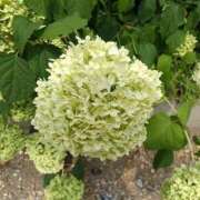 ヒメ日記 2025/07/14 02:15 投稿 まりこスリー Three＆Men’s Spa 諏訪