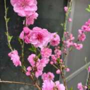 ヒメ日記 2026/04/01 11:39 投稿 ゆりか アネックスジャパン