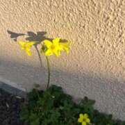 ヒメ日記 2025/03/13 08:41 投稿 千尋(ちひろ) グランドオペラ横浜