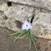 ヒメ日記 2025/03/25 10:58 投稿 千尋(ちひろ) グランドオペラ横浜