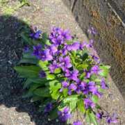 ヒメ日記 2025/04/10 13:27 投稿 千尋(ちひろ) グランドオペラ横浜