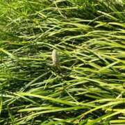 ヒメ日記 2025/04/12 10:41 投稿 千尋(ちひろ) グランドオペラ横浜