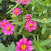 ヒメ日記 2025/04/14 08:21 投稿 千尋(ちひろ) グランドオペラ横浜