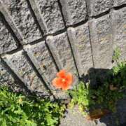 ヒメ日記 2025/04/17 13:27 投稿 千尋(ちひろ) グランドオペラ横浜