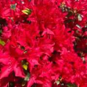 ヒメ日記 2025/04/20 10:02 投稿 千尋(ちひろ) グランドオペラ横浜