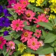 ヒメ日記 2025/07/20 06:21 投稿 千尋(ちひろ) グランドオペラ横浜