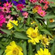 ヒメ日記 2025/07/29 07:33 投稿 千尋(ちひろ) グランドオペラ横浜