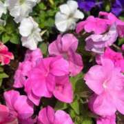 ヒメ日記 2025/09/27 17:38 投稿 千尋(ちひろ) グランドオペラ横浜