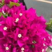 千尋(ちひろ) ご無沙汰しております グランドオペラ横浜