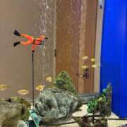 ヒメ日記 2026/01/05 16:30 投稿 るん 黒い金魚（札幌）