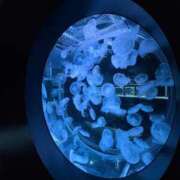 ヒメ日記 2026/02/25 18:50 投稿 るん 黒い金魚（札幌）