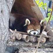 ヒメ日記 2026/05/07 07:40 投稿 もか 黒い金魚（札幌）