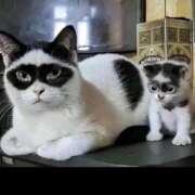 れい やる気スイッチどこいったー 熟女の風俗最終章　越谷店