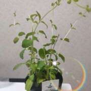 ヒメ日記 2025/01/11 07:58 投稿 山内みづえ 五十路マダム静岡店（カサブランカG）