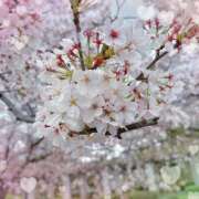 ヒメ日記 2025/04/04 12:05 投稿 だりあ CLUB DEEP