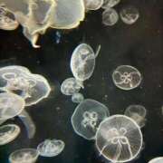 ヒメ日記 2025/10/03 14:24 投稿 だりあ CLUB DEEP