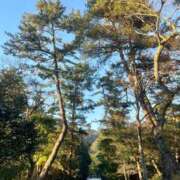 ヒメ日記 2025/11/25 12:04 投稿 だりあ CLUB DEEP