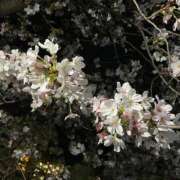 ヒメ日記 2026/03/31 11:14 投稿 だりあ CLUB DEEP