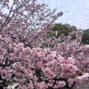 ヒメ日記 2025/03/11 10:45 投稿 松永 鶯谷人妻城