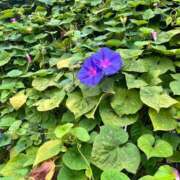 ヒメ日記 2025/10/04 10:24 投稿 松永 鶯谷人妻城