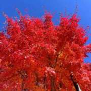 ヒメ日記 2025/11/10 11:35 投稿 松永 鶯谷人妻城