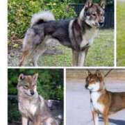 ヒメ日記 2026/01/11 14:34 投稿 松永 鶯谷人妻城