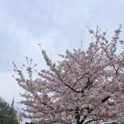 ヒメ日記 2026/04/07 14:31 投稿 松永 鶯谷人妻城