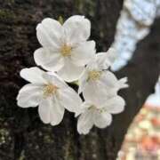 ヒメ日記 2026/04/01 11:51 投稿 ゆうあ One More奥様　町田相模原店