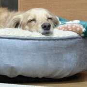 ヒメ日記 2025/07/27 18:58 投稿 真木　れいみ NADIA神戸店