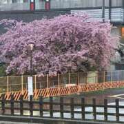 ヒメ日記 2025/03/17 08:45 投稿 すずか 美熟女倶楽部Hip's 春日部店