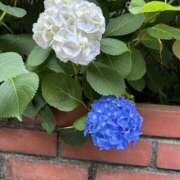 ヒメ日記 2025/05/31 15:24 投稿 すずか 美熟女倶楽部Hip's 春日部店