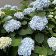 ヒメ日記 2025/06/07 11:04 投稿 すずか 美熟女倶楽部Hip's 春日部店