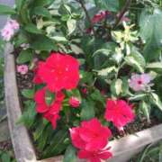 ヒメ日記 2025/06/18 05:38 投稿 すずか 美熟女倶楽部Hip's 春日部店