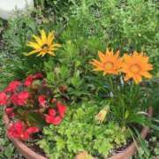 ヒメ日記 2025/07/10 10:25 投稿 すずか 美熟女倶楽部Hip's 春日部店