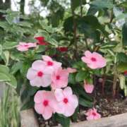 ヒメ日記 2025/08/03 11:04 投稿 すずか 美熟女倶楽部Hip's 春日部店